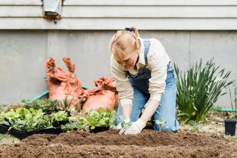 A woman in gardening gloves kneels in a freshly dug bed, planting seedlings on a spring day.